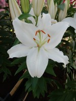 [4312 Nobel GA No102.JPG]